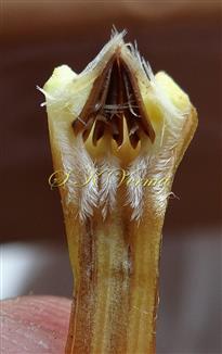  Stamens